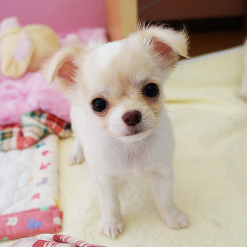 ロングコートチワワ 子犬