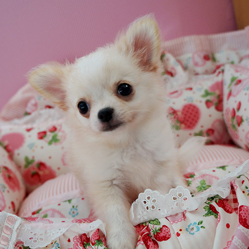 チワワ 子犬