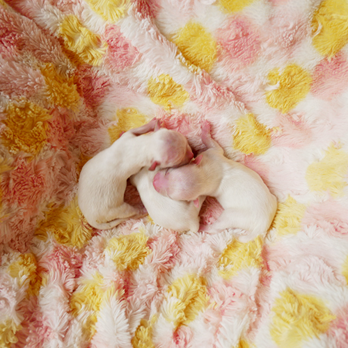 ロングコートチワワ 子犬
