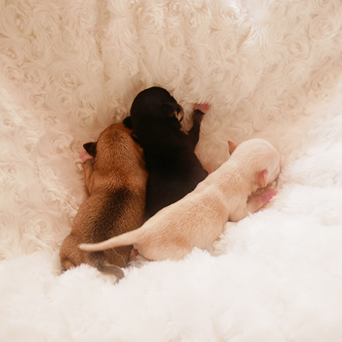 チワワ 子犬