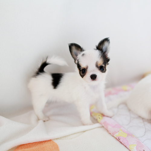 チワワ 子犬