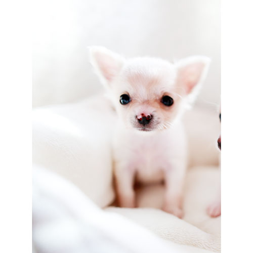 チワワ 子犬