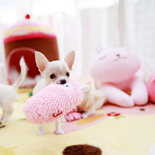 スムースチワワ 子犬