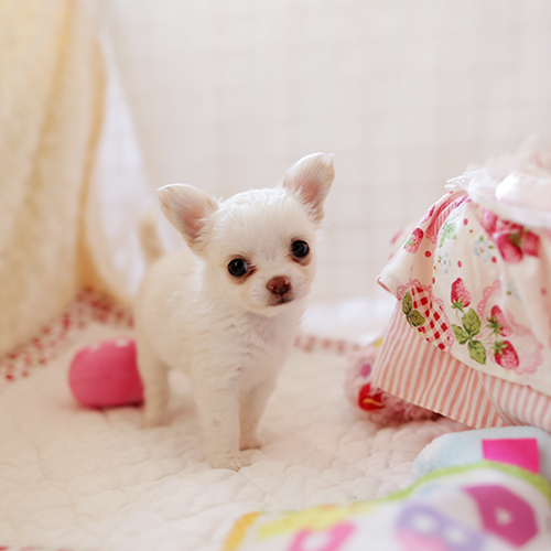 チワワ 子犬 画像
