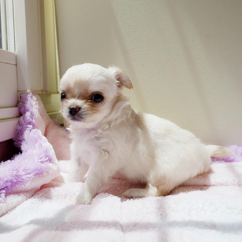 チワワ 子犬