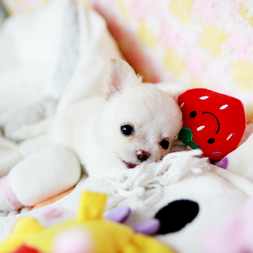 ロングコートチワワ 子犬