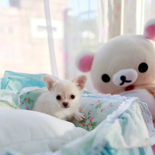 チワワ 子犬