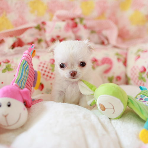 チワワ 子犬