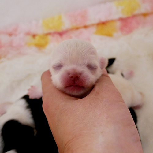 チワワ 子犬