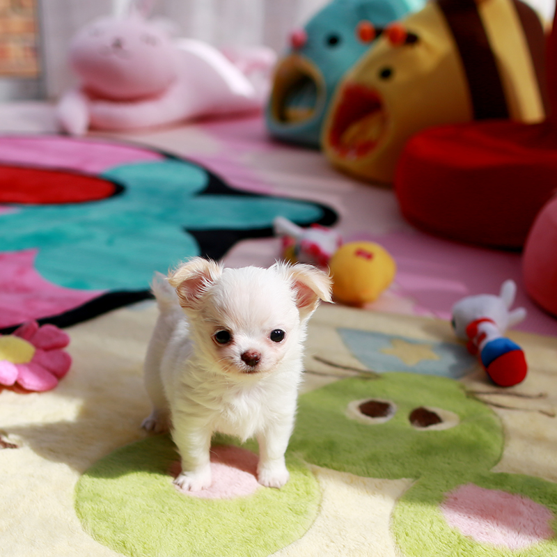 ホワイトチワワ 子犬