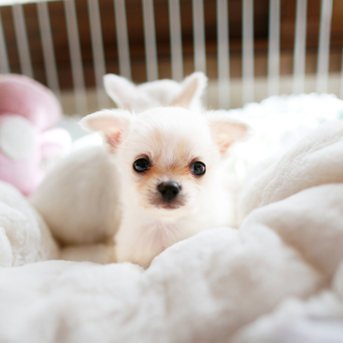 クリームチワワ 子犬