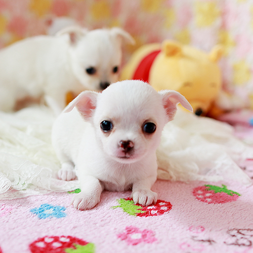 スムースチワワ 子犬