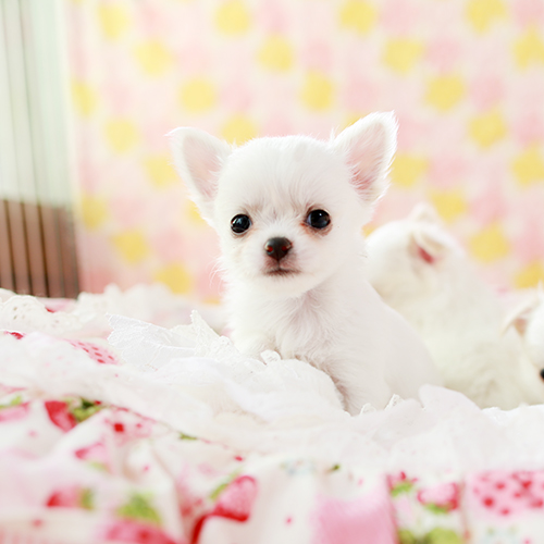 ホワイトチワワ 子犬