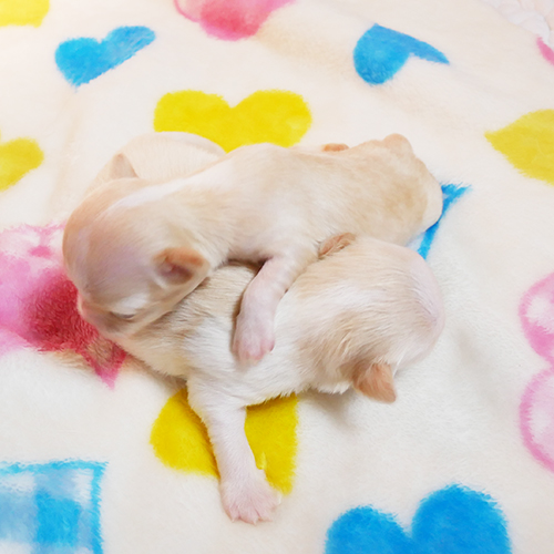 チワワ 子犬