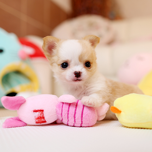 チワワ子犬 レッド&ホワイト