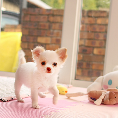 ホワイトチワワ 子犬