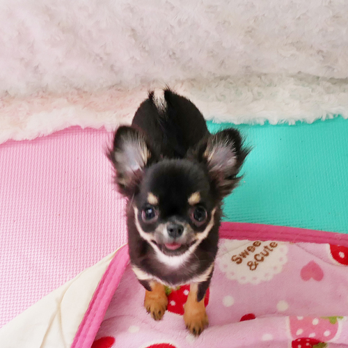 ブラックタン 子犬 チワワ