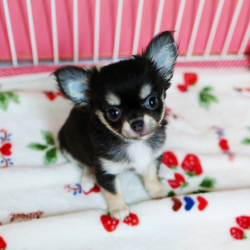 ブラックタンチワワ 子犬