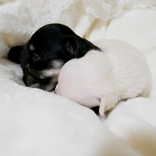 チワワ子犬