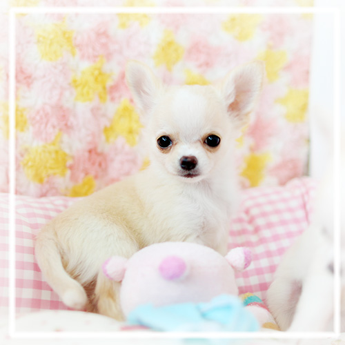 チワワ 子犬 画像