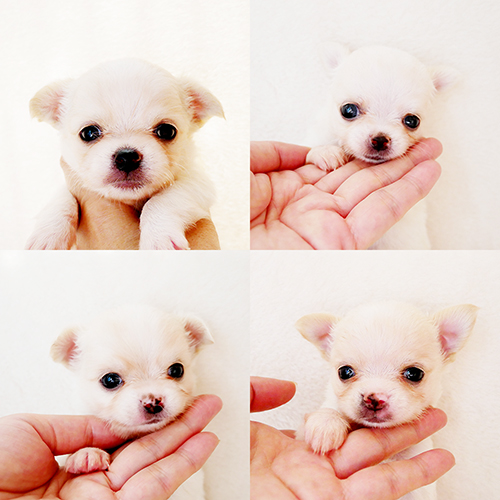 クリームチワワ 子犬