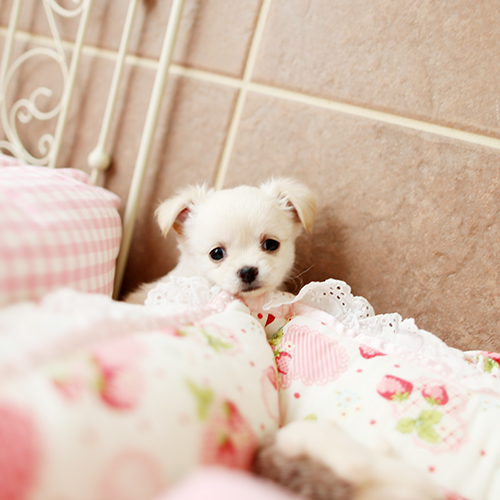 チワワ 子犬 クリーム