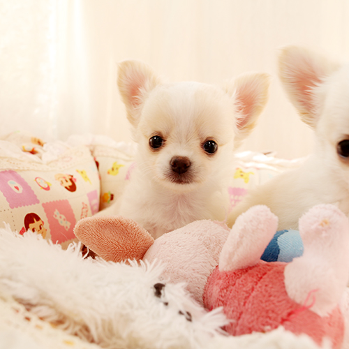 クリームチワワ 子犬