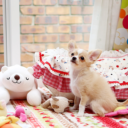 フォーン&ホワイト チワワ 子犬