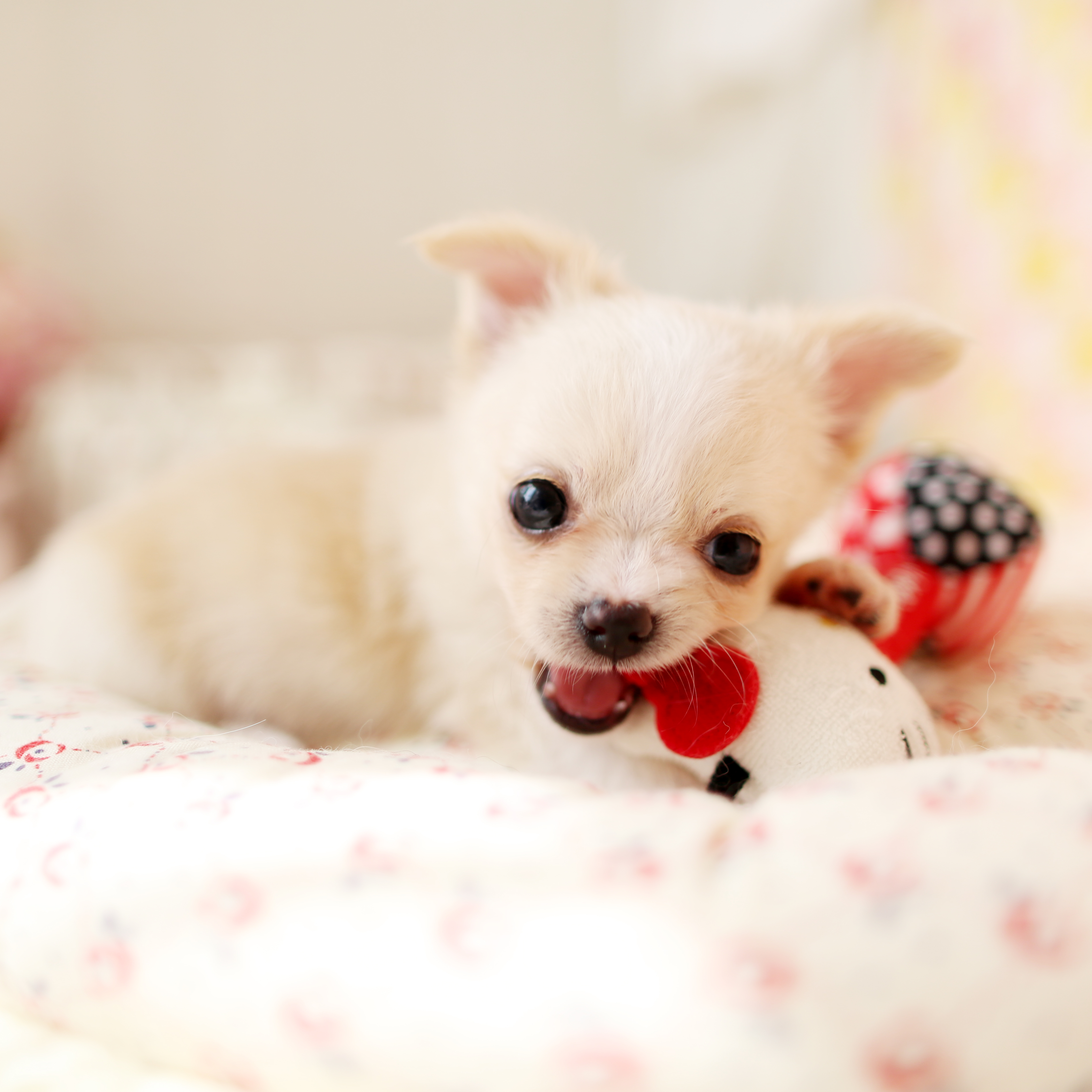 チワワ 子犬