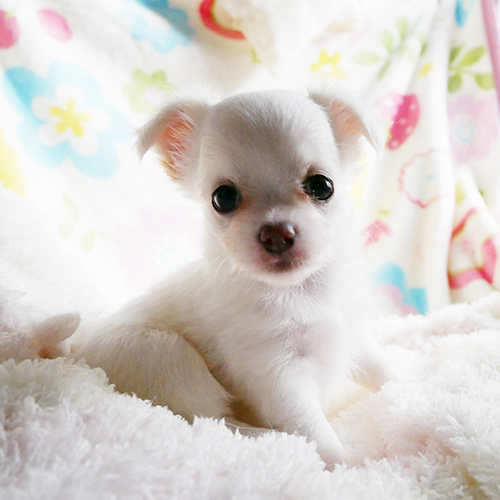 チワワ 子犬