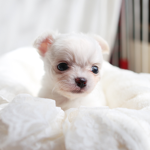 ホワイトチワワ 子犬