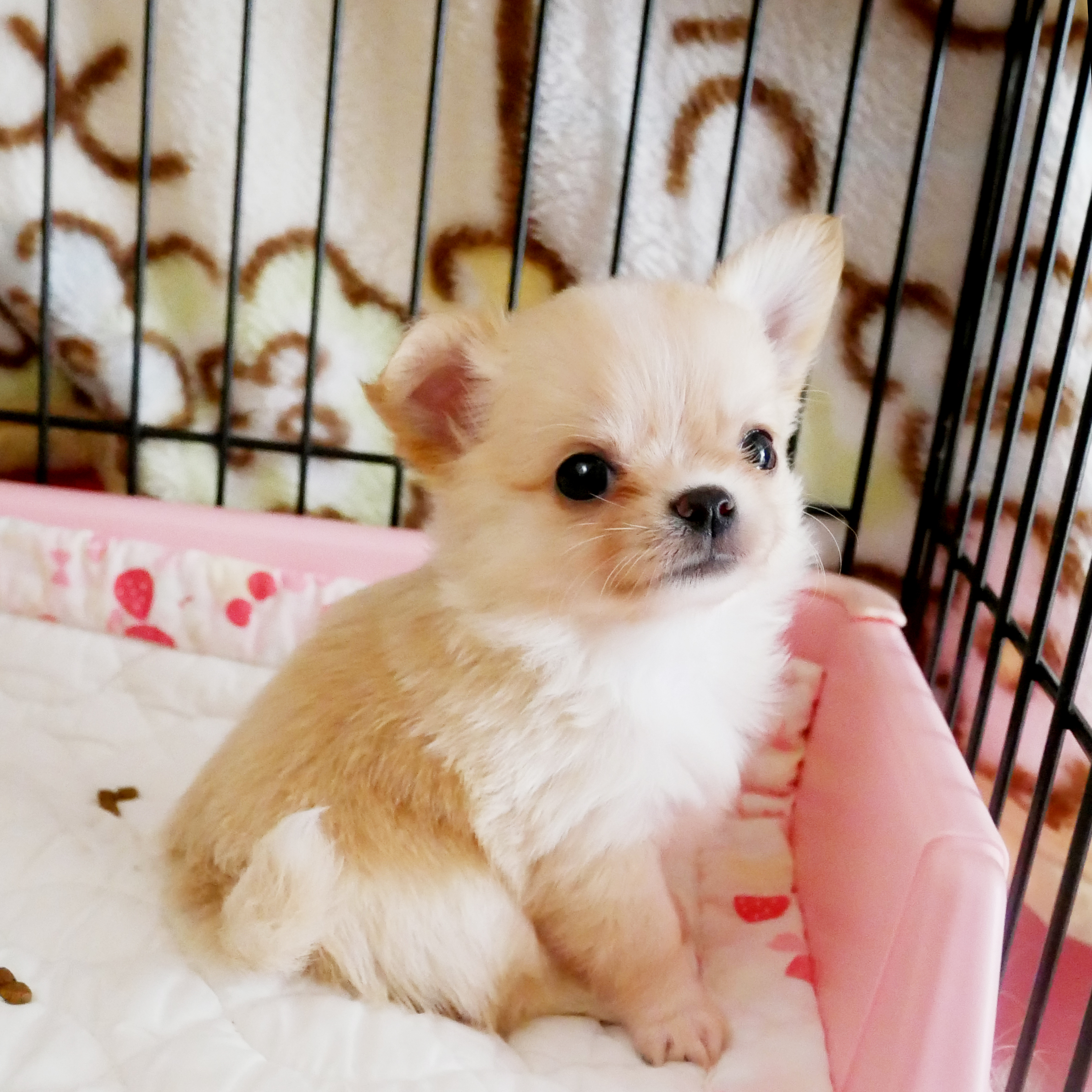 クリーム&ホワイトチワワ 子犬