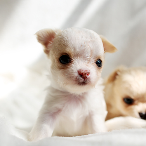 ロングコートチワワ 子犬