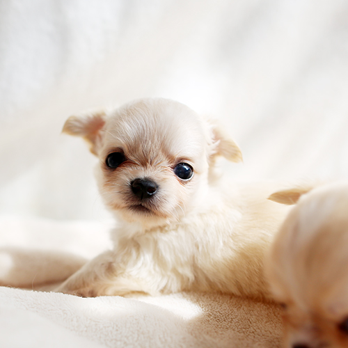ロングコートチワワ 子犬