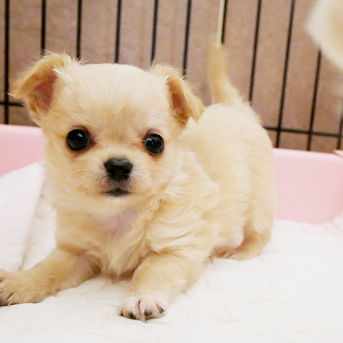 フォーンチワワ 子犬