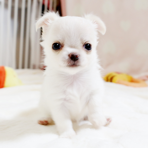 クリーム&ホワイト ロングコートチワワ 子犬 画像