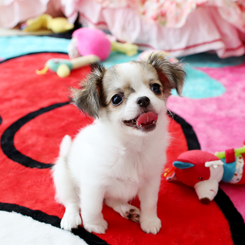 白茶パーティ　チワワ　子犬