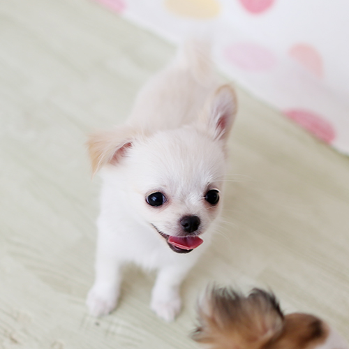クリームチワワ　子犬